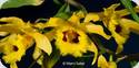 Dendrobium hookerianum
